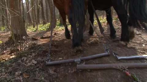 Draft Horses Pulling Logging Chain Through Forest Stock-Footage 343736404