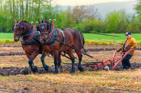 Draft horses pulling a plow guided by a man Stock Photos