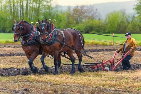 Draft horses pulling a plow guided by a man Stock Photos
