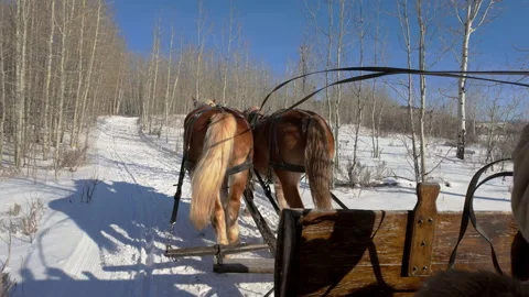 Draft Horses Start Trotting as they pull sleigh in Montana Stock Footage 279906266