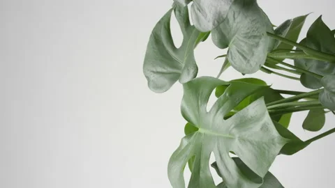 Draft wind is making monstera trembling on grey background