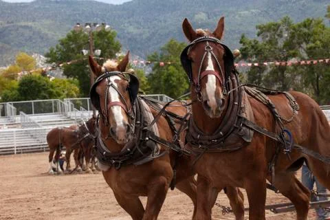 Draft work pull horses at rodeo arena Stock Photos
