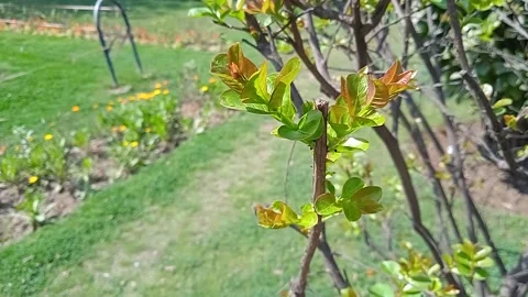 Drafting plant Stock Footage 150059167