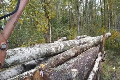 Dragging and loading birch logs with crane arm on the tractor Fotos Stock