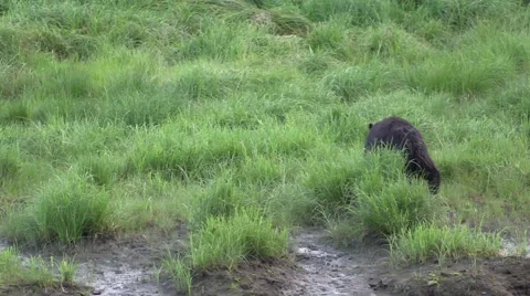 Dragging the fish away,Slow motion , Black bear Stock Footage 56134689