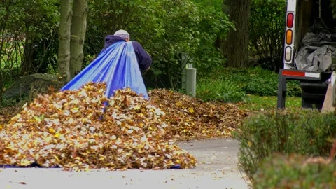 Dragging leaves Stock Footage 142037163