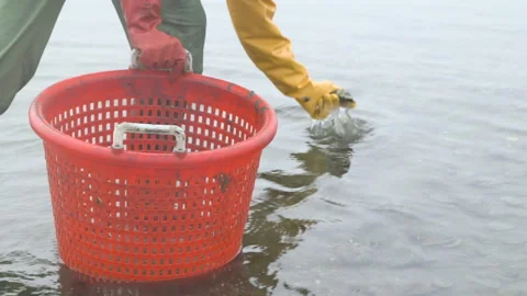 Dragging an oyster basket through mudflats Stock Footage 233207959