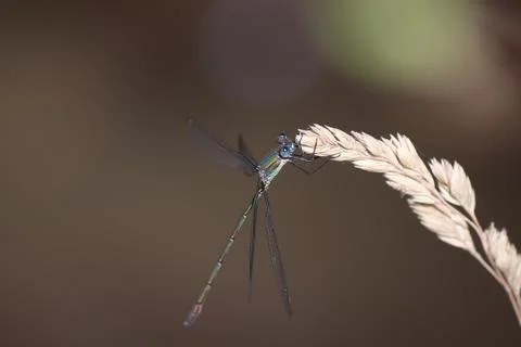 Draggonfly on the edge of grass Stock Photos