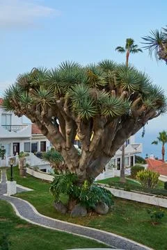 Drago tree typical natural attraction of the island of Tenerife in Spain Stock Photos