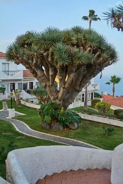 Drago tree typical natural attraction of the island of Tenerife in Spain Stock Photos