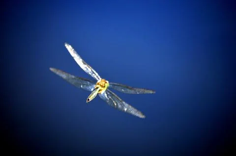 Dragofly Stock Photos