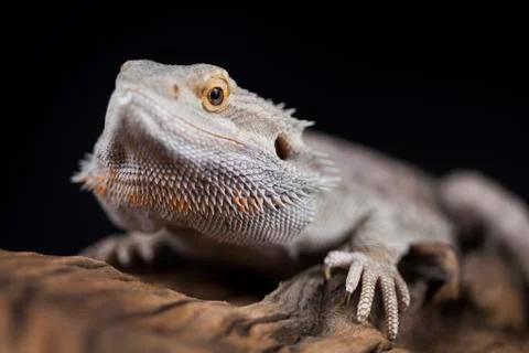 Dragon, Agama Lizard on black mirror background Free Stock Photos