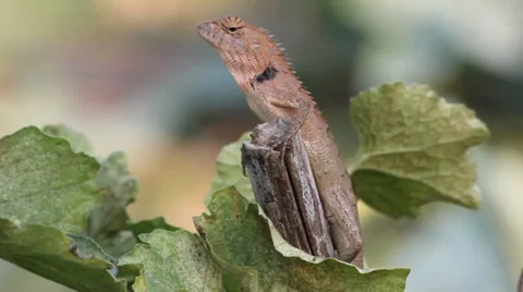 Dragon and leaf movement 動画素材 35519026