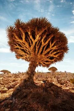 Dragon Blood Tree at Diksam Plateau in Socotra, Yemen, taken in November 2021 Stock Photos