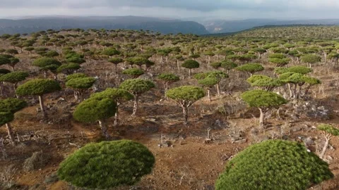 Dragon Blood Tree Forest 2 Stock Footage 279912696