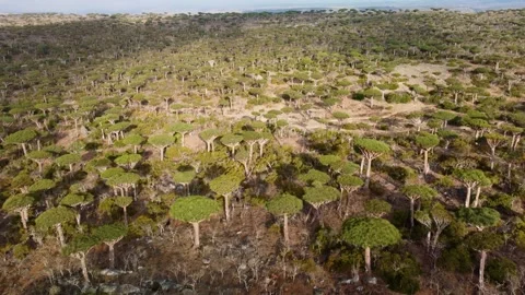 Dragon Blood Tree Forest 3 Stock Footage 279916304