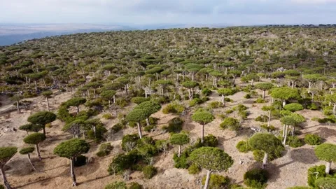 Dragon Blood Tree Forest 4 Stock Footage 279917569