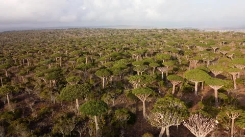 Dragon Blood Tree Forest Stock-Footage 279920758