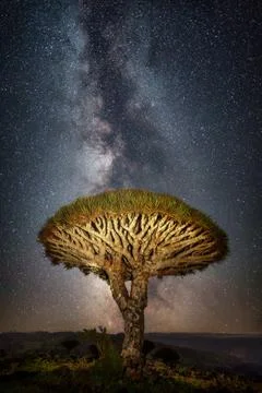 Dragon blood tree in front of the milky way on Socotra, Yemen, taken in Novem Stock Photos
