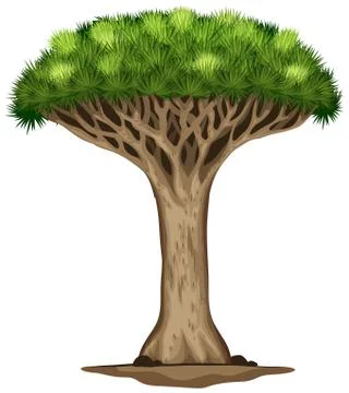 A dragon blood tree Stock Illustration