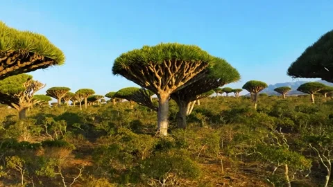 Dragon Blood Tree Landscape Stock Footage 322824353