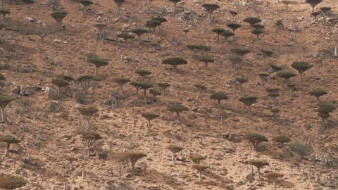 Dragon blood trees at Dixam plateau Socotra Island. Yemen, Africa Видео 106967688