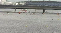 Dragon Boat Race Video HD