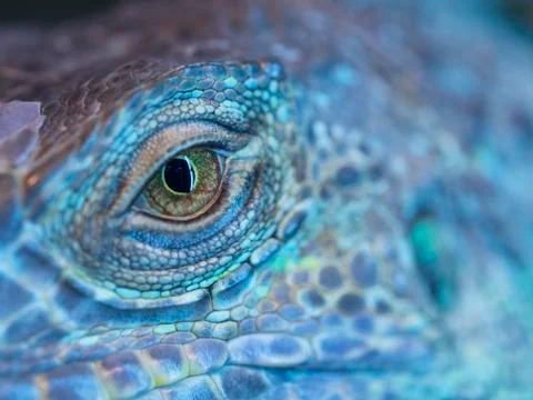 A dragon eye. Stock Photos