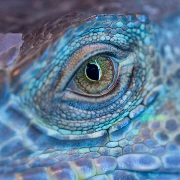 A dragon eye Stock Photos