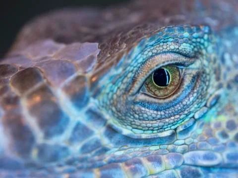 A dragon eye Stock Photos