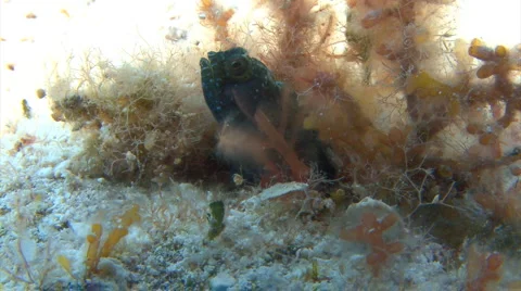 Dragon fish blenny Stock Footage 2612203