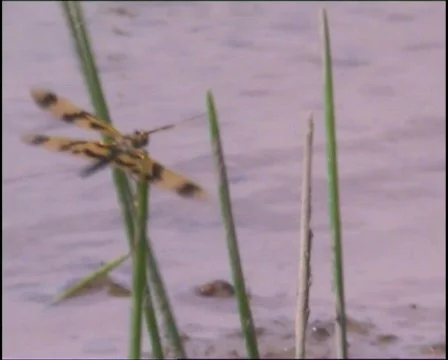 Dragon Flies Mating Video stock 147971