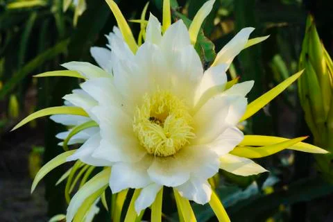 Dragon flower Stock Photos