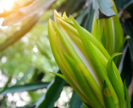 Dragon flower Stock Photos