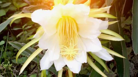 Dragon flower Stock Photos