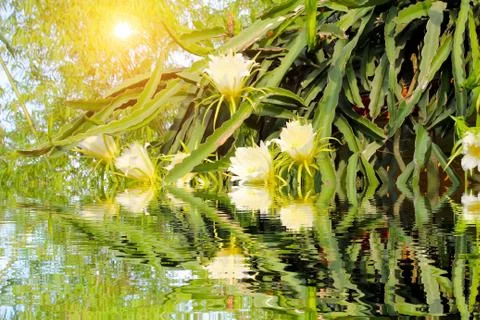 	Dragon flower Stock Photos