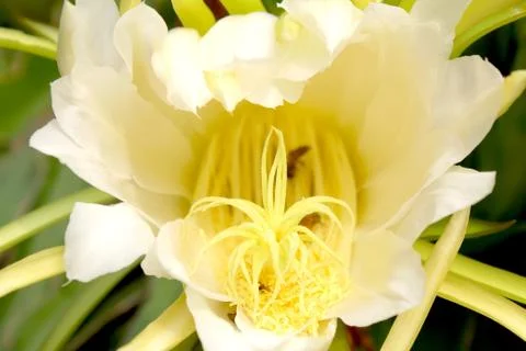 Dragon flower Stock Photos