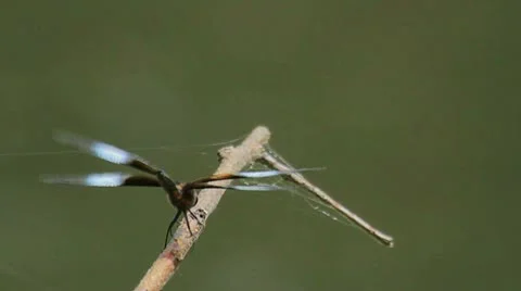 Dragon Fly 1 Vidéo 11234785