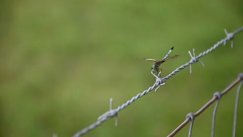 Dragon Fly on Barbwire 動画素材 163223395
