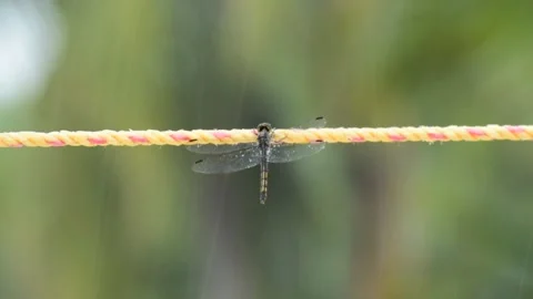 Dragon fly bathing in heavy rain close up Stock Footage 134384045