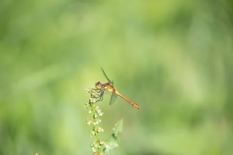 Dragon fly on a blade of grass 스톡 사진