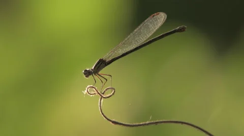 Dragon Fly Catches Bug and Eats It 스톡 동영상 66415881