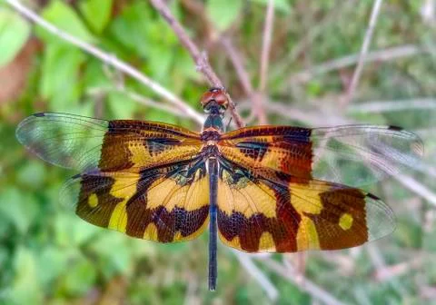 DRAGON FLY CLOSE UP. Stock Photos