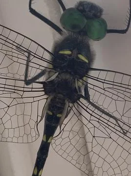 Dragon fly Closeup 写真素材