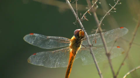 Dragon Fly Closup Stock Footage 145827063