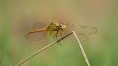 Dragon Fly Closup Side view Stock Footage 145827098