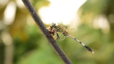 Dragon fly eating a spider close up Stock Footage 134382450