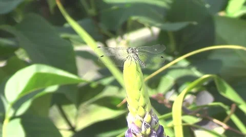 Dragon fly on flower Stock Footage 60127877