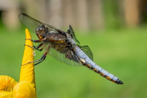 Dragon Fly on a flower viewed from the side Stock Photos