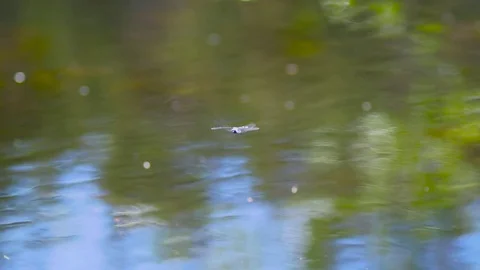Dragon Fly Flying Over Lake, Pond, Water, Swamp Stock Footage 83917399